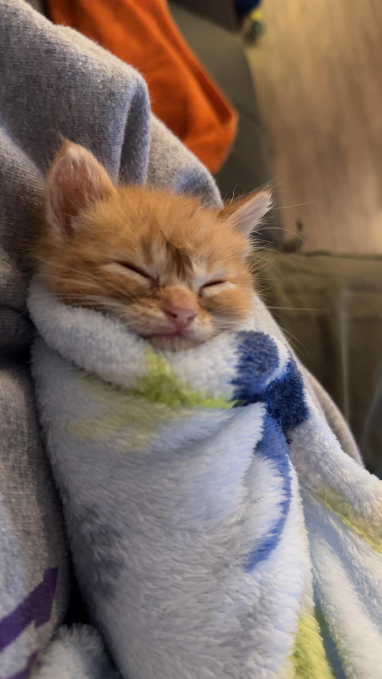 Enlarge Churrita, a Adopted mixed breed in Tracy, CA image 1/6