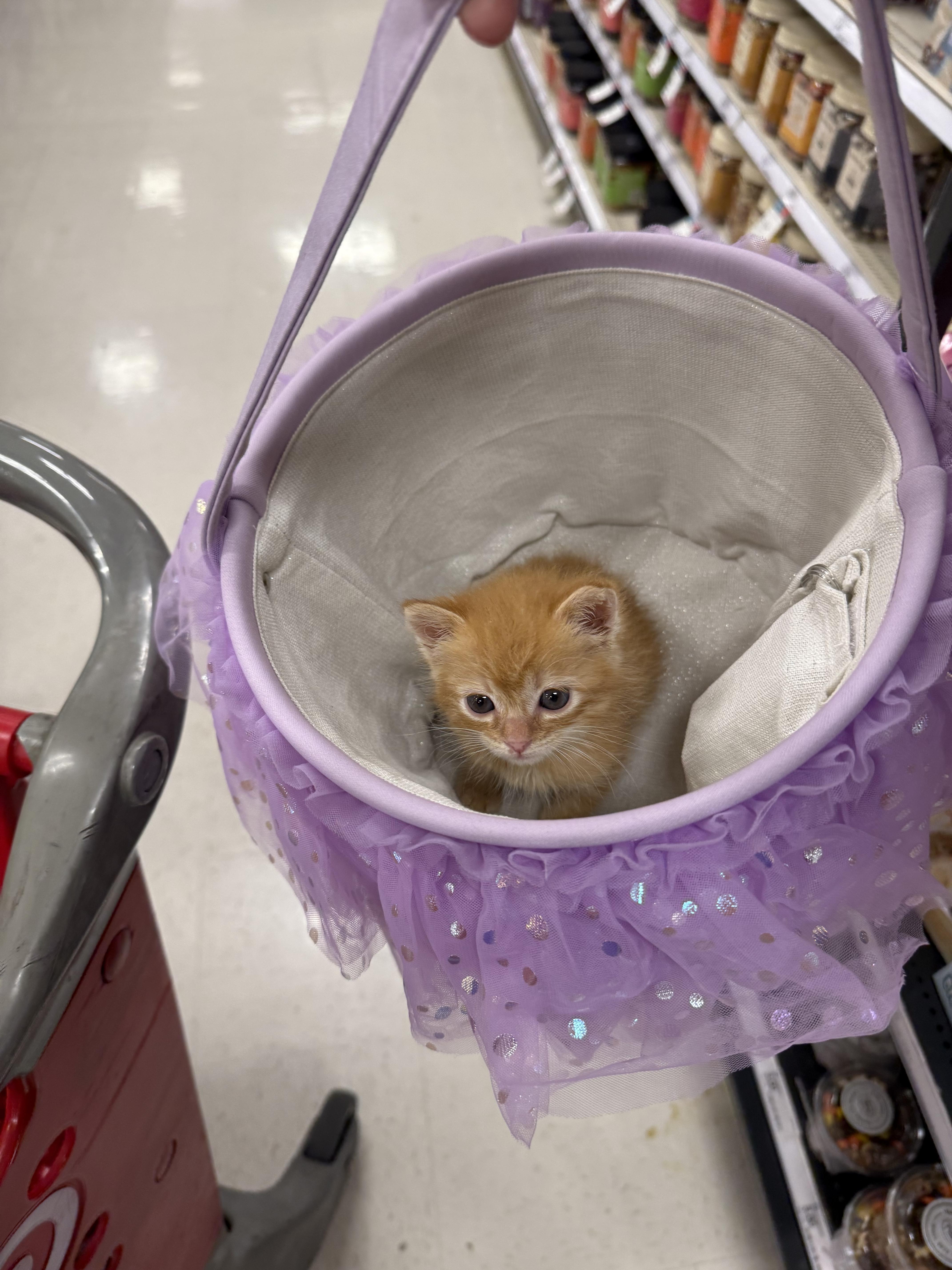 Enlarge Churrita, a Adopted mixed breed in Tracy, CA image 2/6