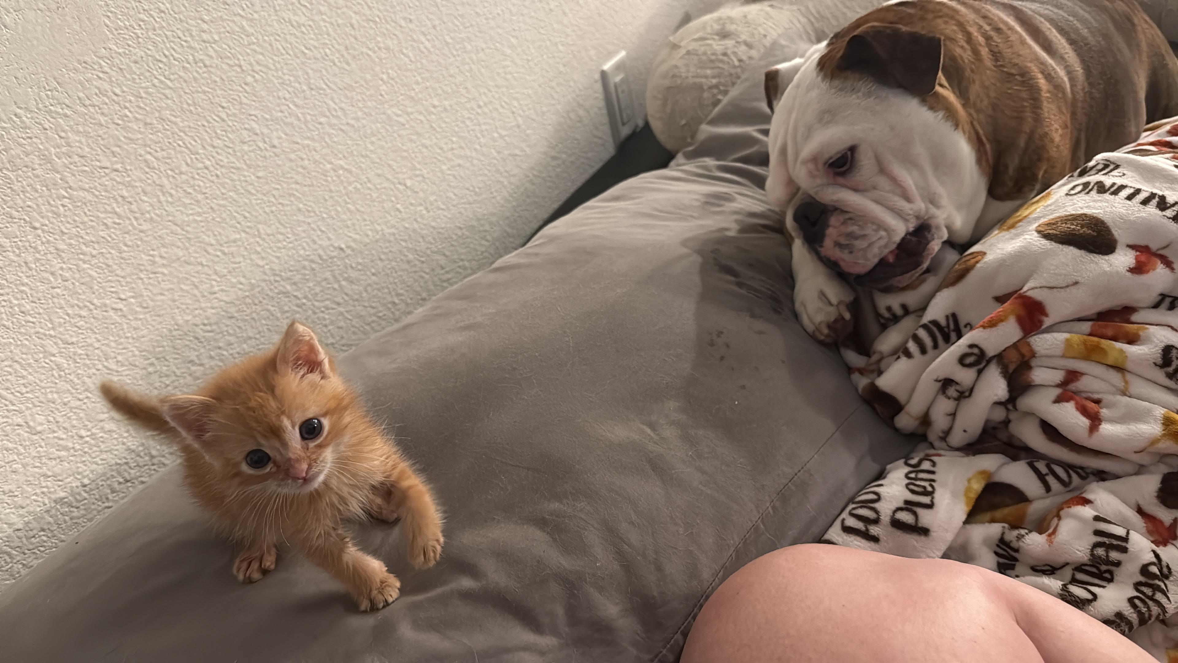 Enlarge Churrita, a Adopted mixed breed in Tracy, CA image 4/6