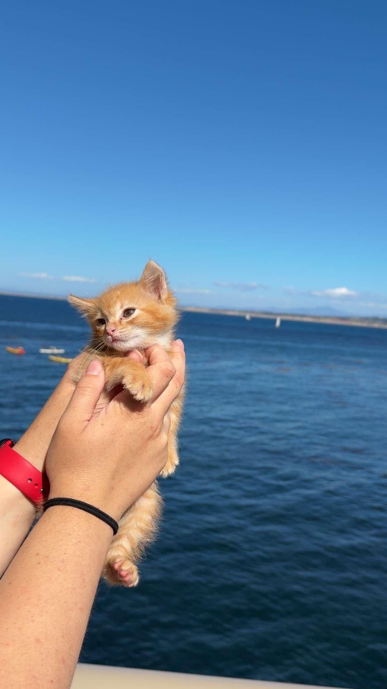 Enlarge Churrita, a Adopted mixed breed in Tracy, CA image 5/6