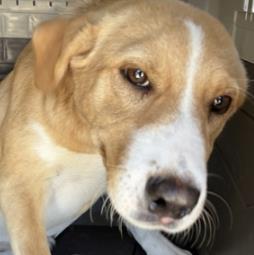 Beth, Adoptable, Puppy Female Labrador Retriever & Mixed Breed.