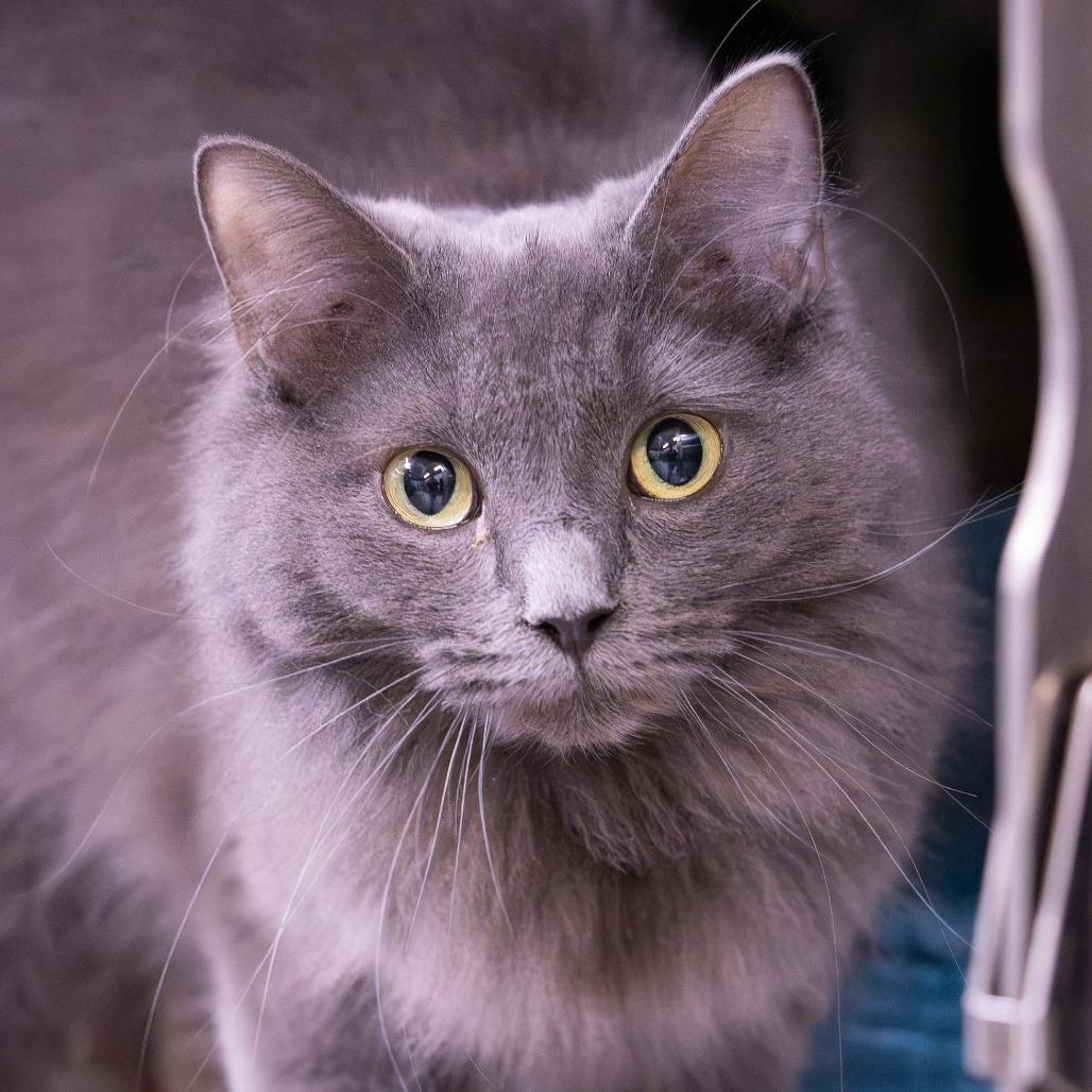 Enlarge Kara, a Adoptable Domestic Long Hair in Mentor, OH image 1/1