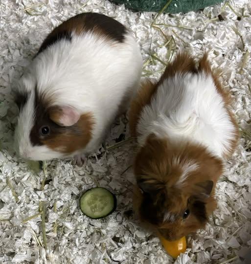 Enlarge Apollo and Truffles, a Adoptable Guinea Pig in Amherst, NY image 1/2