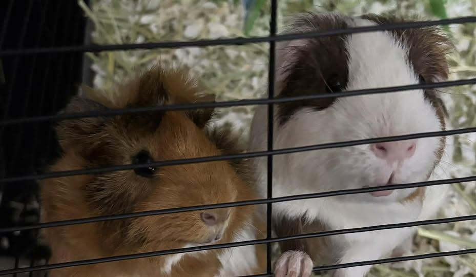 Enlarge Apollo and Truffles, a Adoptable Guinea Pig in Amherst, NY image 2/2