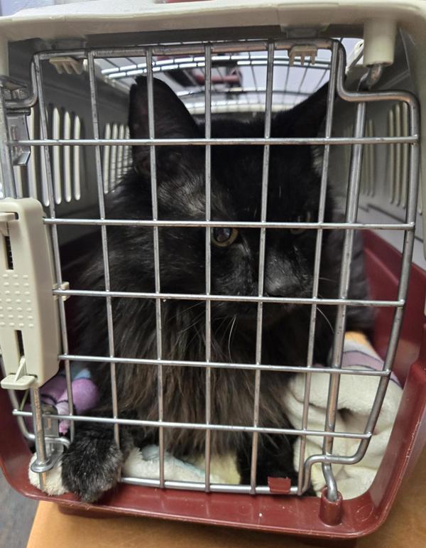 Enlarge Baby Bear, a Adoptable mixed breed in Winnipeg, MB image 1/2