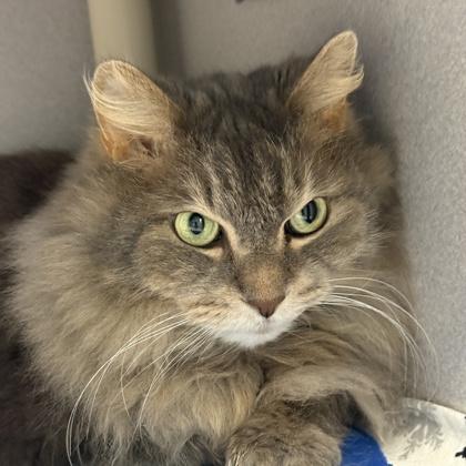Joey, ADOPTABLE, Adult Male Domestic Long Hair.
