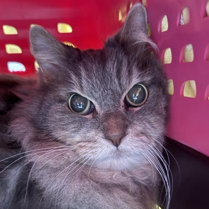 Joey, ADOPTABLE, Adult Male Domestic Long Hair.