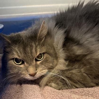 Enlarge Joey, a ADOPTABLE Domestic Long Hair in Lansing, MI image 2/2