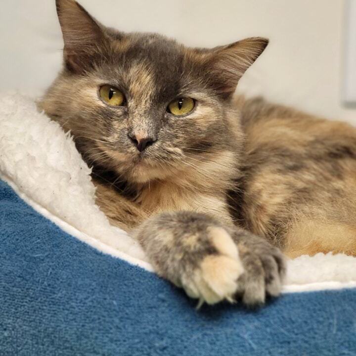 Micah, a Adoptable Dilute Tortoiseshell in Effingham, IL image 1/4
