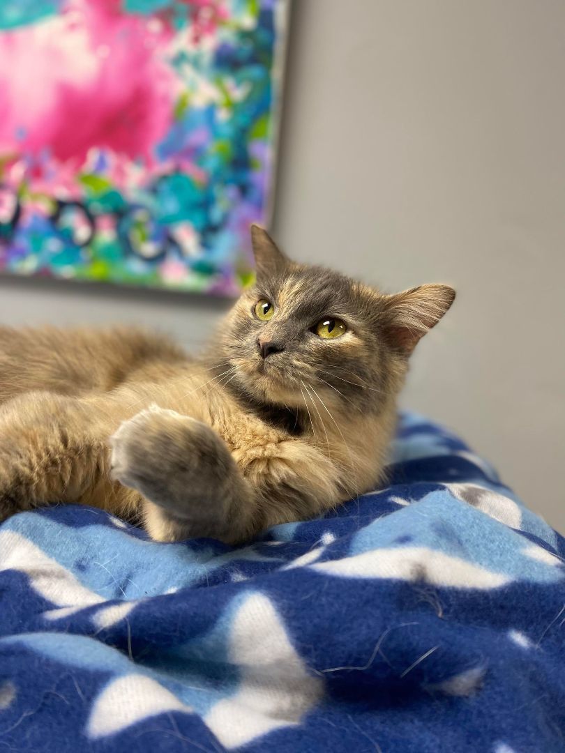 Micah, a Adoptable Dilute Tortoiseshell in Effingham, IL image 2/4
