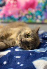 Micah, a Adoptable Dilute Tortoiseshell in Effingham, IL image 3/4