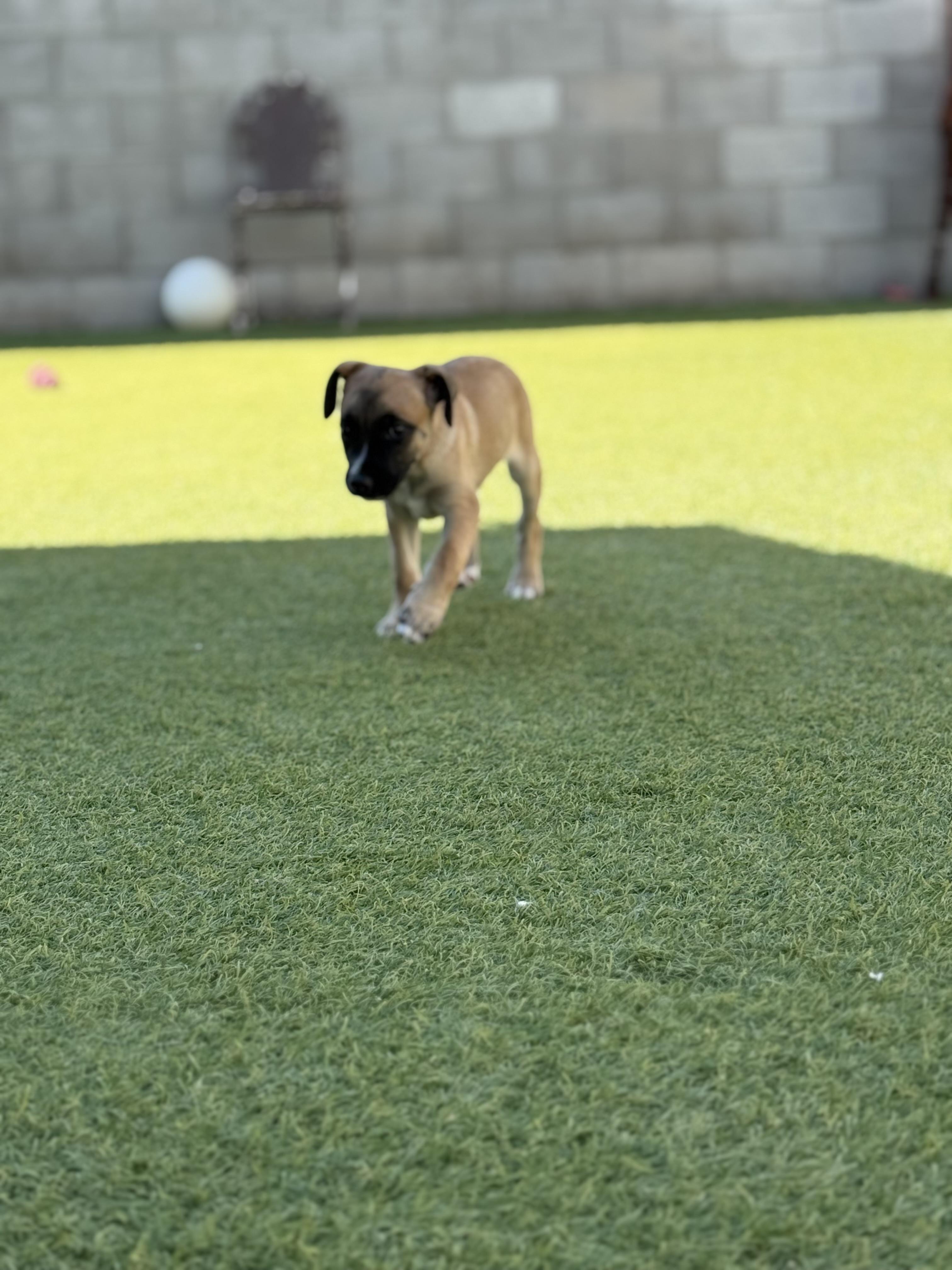 Enlarge Maverick, a Adopted mixed breed in Phoenix, AZ image 1/1