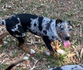 Kenya, a ADOPTABLE mixed breed in Longwood, FL image 3/5