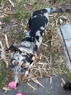 Kenya, a ADOPTABLE mixed breed in Longwood, FL image 5/5