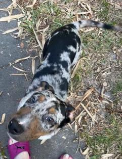 Kenya, a ADOPTABLE mixed breed in Longwood, FL image 2/5