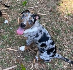 Kenya, a ADOPTABLE mixed breed in Longwood, FL image 1/5