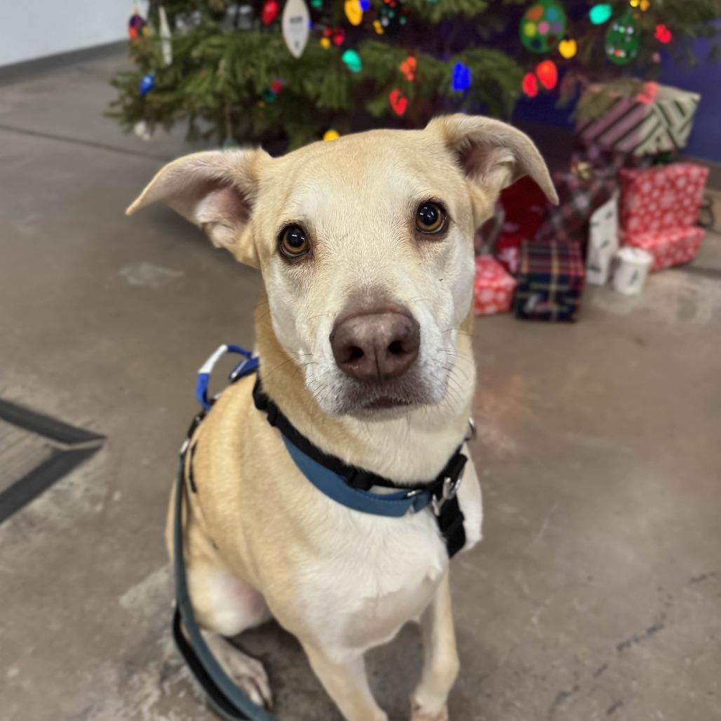 Dunkin, Adoptable, Adult Male Mixed Breed.