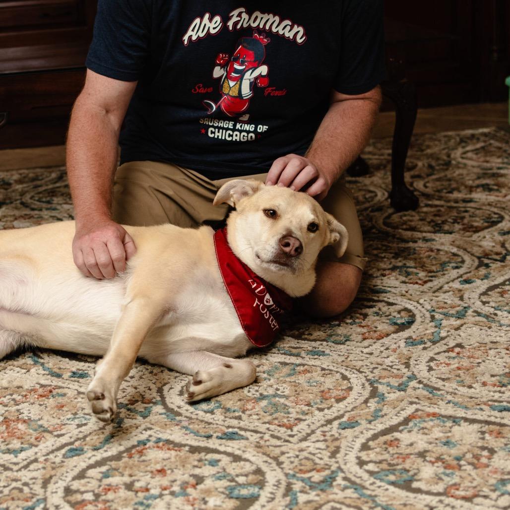 Enlarge Dunkin, a Adoptable Mixed Breed in Houston, TX image 1/6