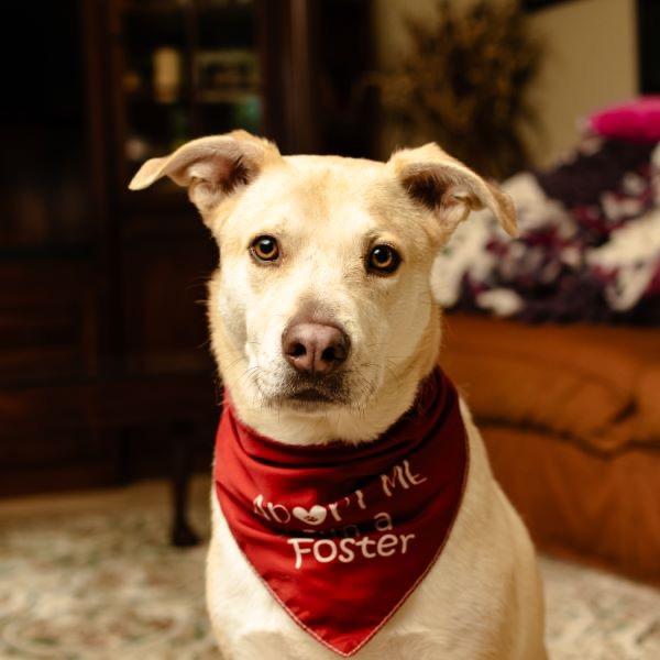 Enlarge Dunkin, a Adoptable Mixed Breed in Houston, TX image 2/6