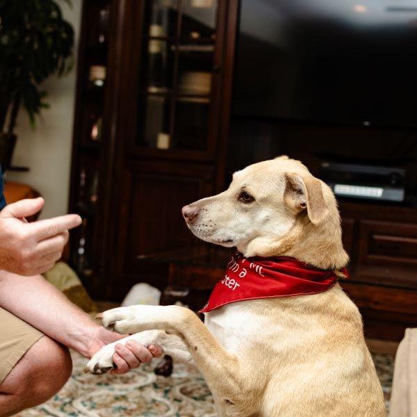 Enlarge Dunkin, a Adoptable Mixed Breed in Houston, TX image 3/6