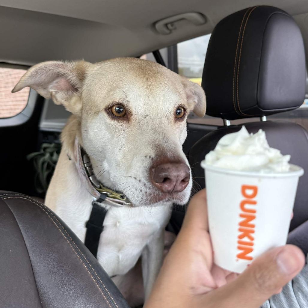 Enlarge Dunkin, a Adoptable Mixed Breed in Houston, TX image 5/6
