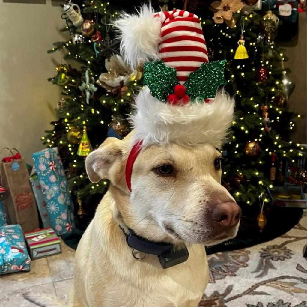 Enlarge Dunkin, a Adoptable Mixed Breed in Houston, TX image 4/6