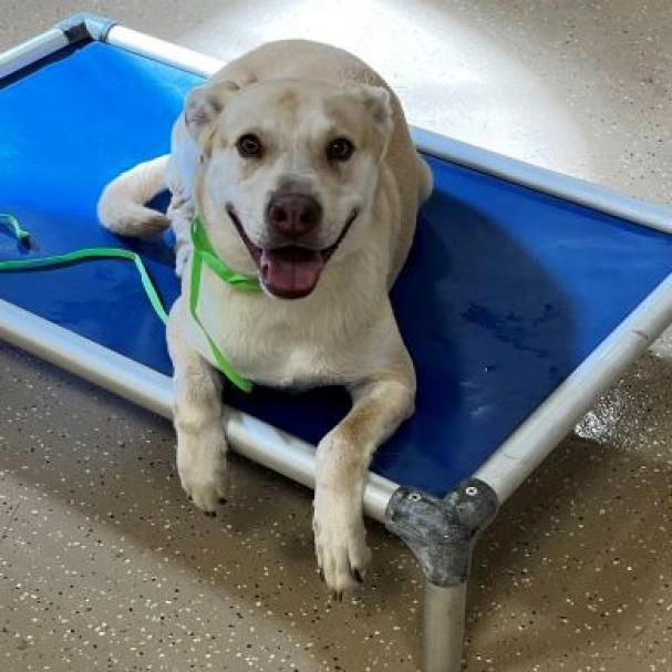 Enlarge Dunkin, a Adoptable Mixed Breed in Houston, TX image 5/6