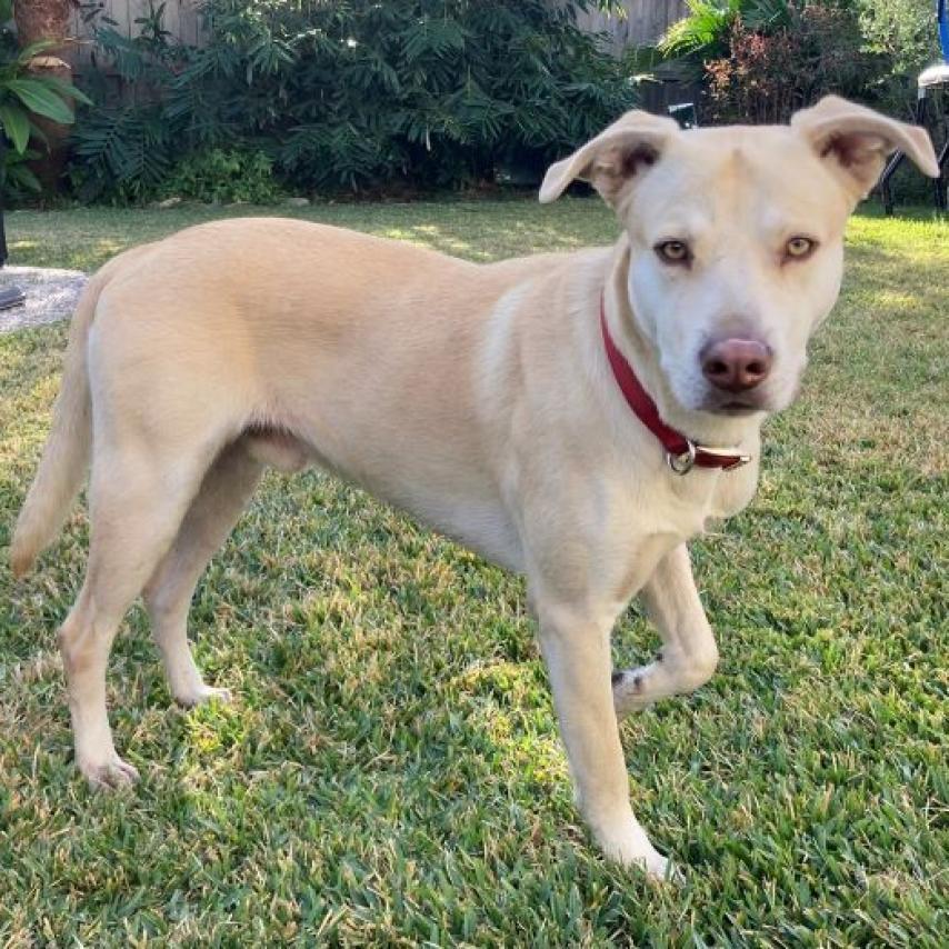 Enlarge Dunkin, a Adoptable Mixed Breed in Houston, TX image 6/6