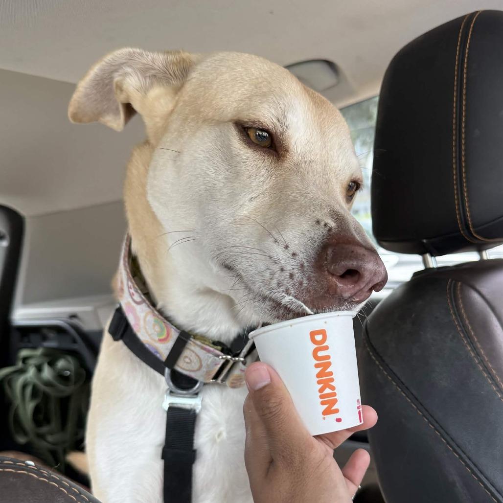 Enlarge Dunkin, a Adoptable Mixed Breed in Houston, TX image 6/6
