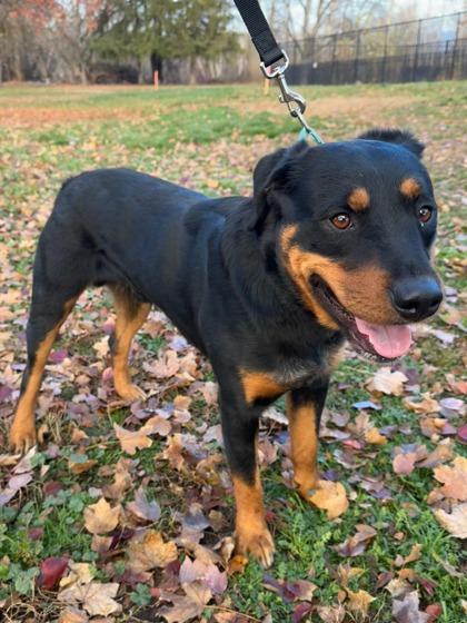 Roger, Adoptable, Adult Male Rottweiler & Mixed Breed.