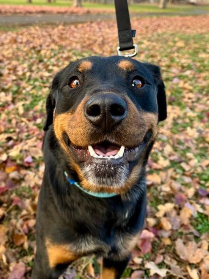 Enlarge Roger, a Adoptable mixed breed in Yakima, WA image 2/3