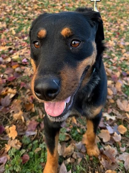 Enlarge Roger, a Adoptable mixed breed in Yakima, WA image 3/3
