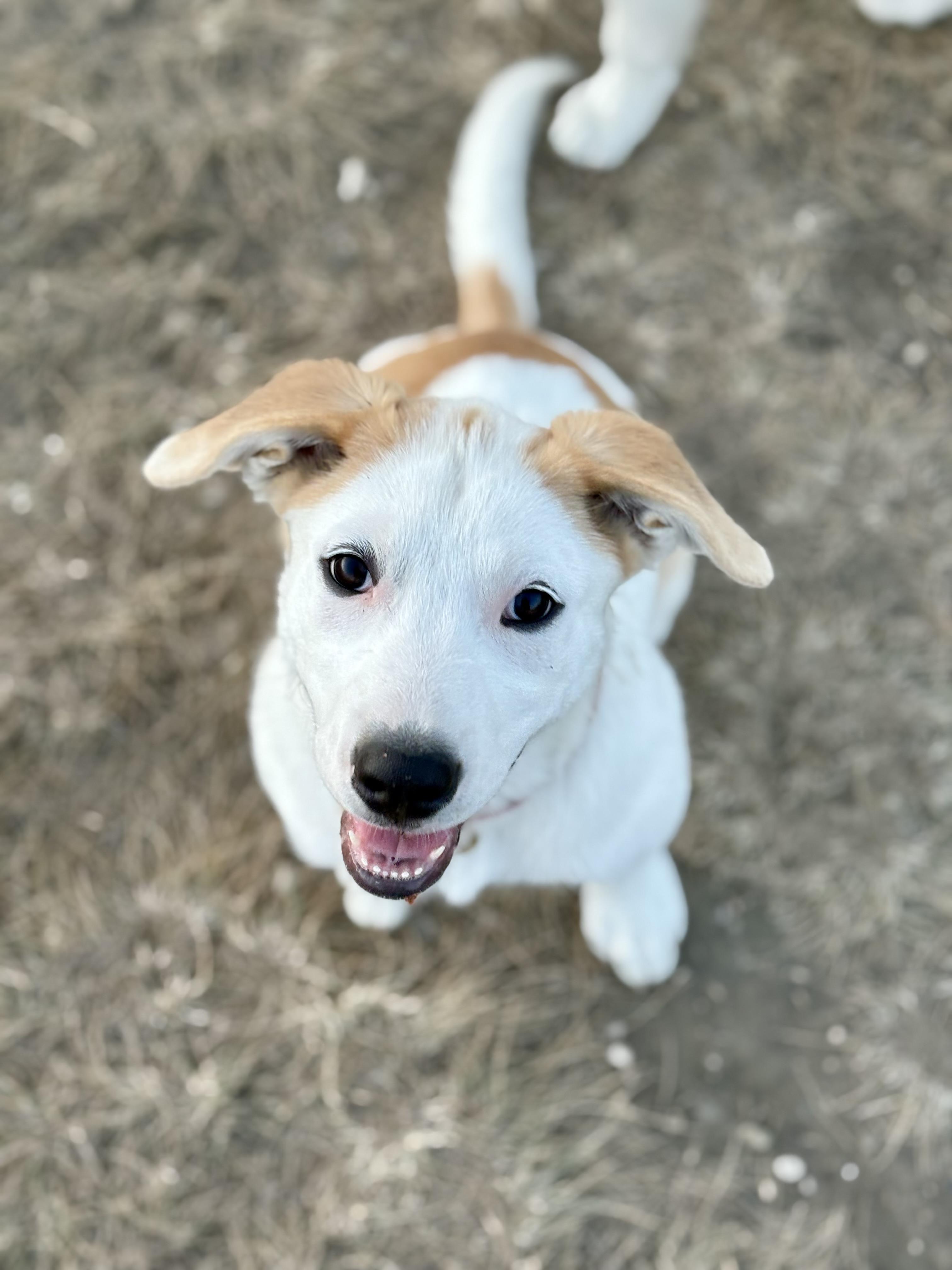 Lily, an adoptable Mixed Breed in Saskatoon, SK, S7H 0W2 | Photo Image 1