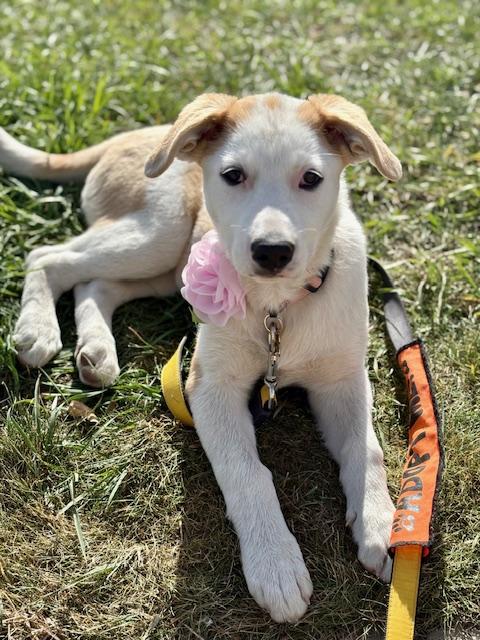 Lily, an adoptable Mixed Breed in Saskatoon, SK, S7H 0W2 | Photo Image 2