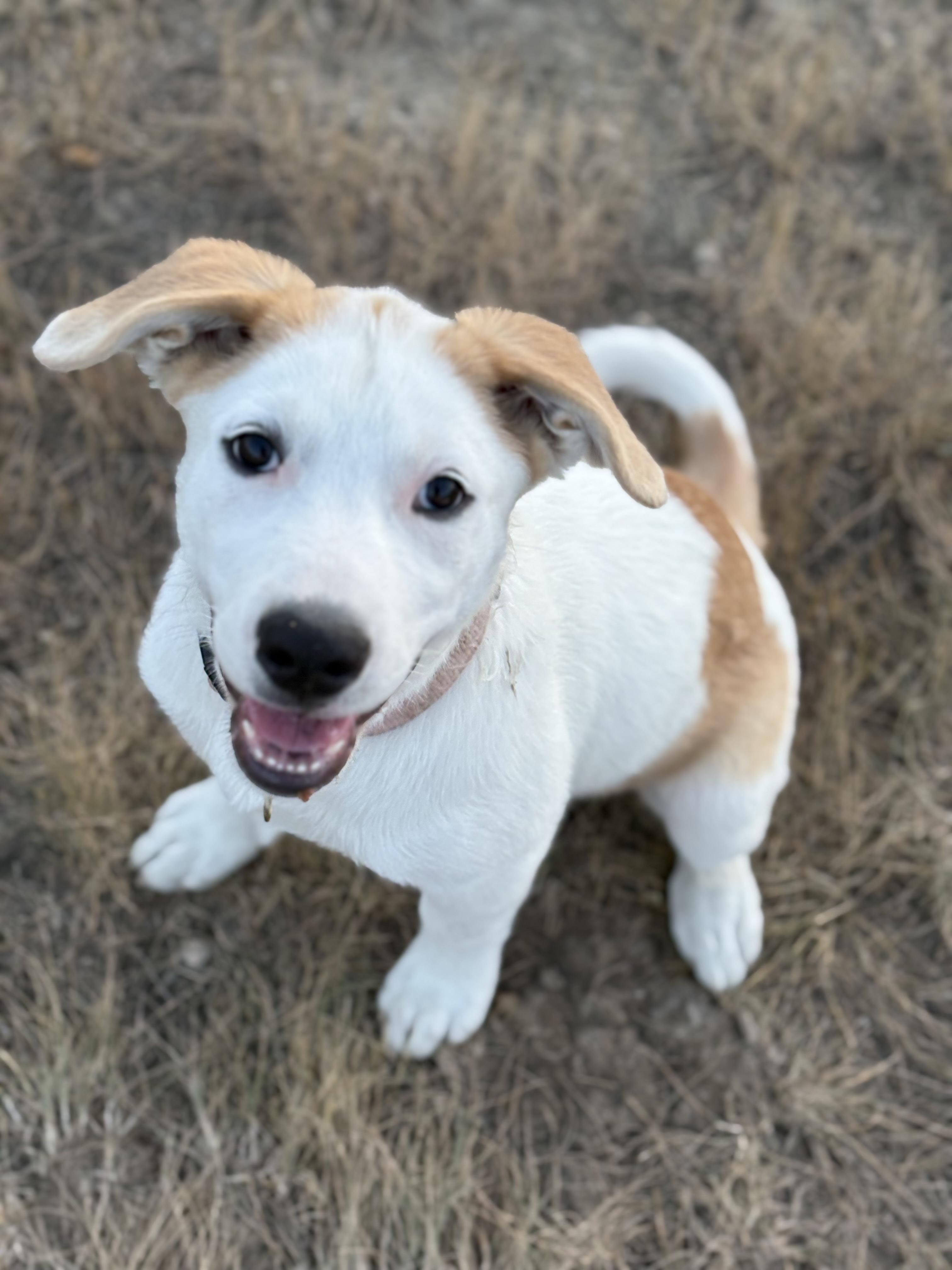Lily, a Adoptable mixed breed in Saskatoon, SK image 4/5