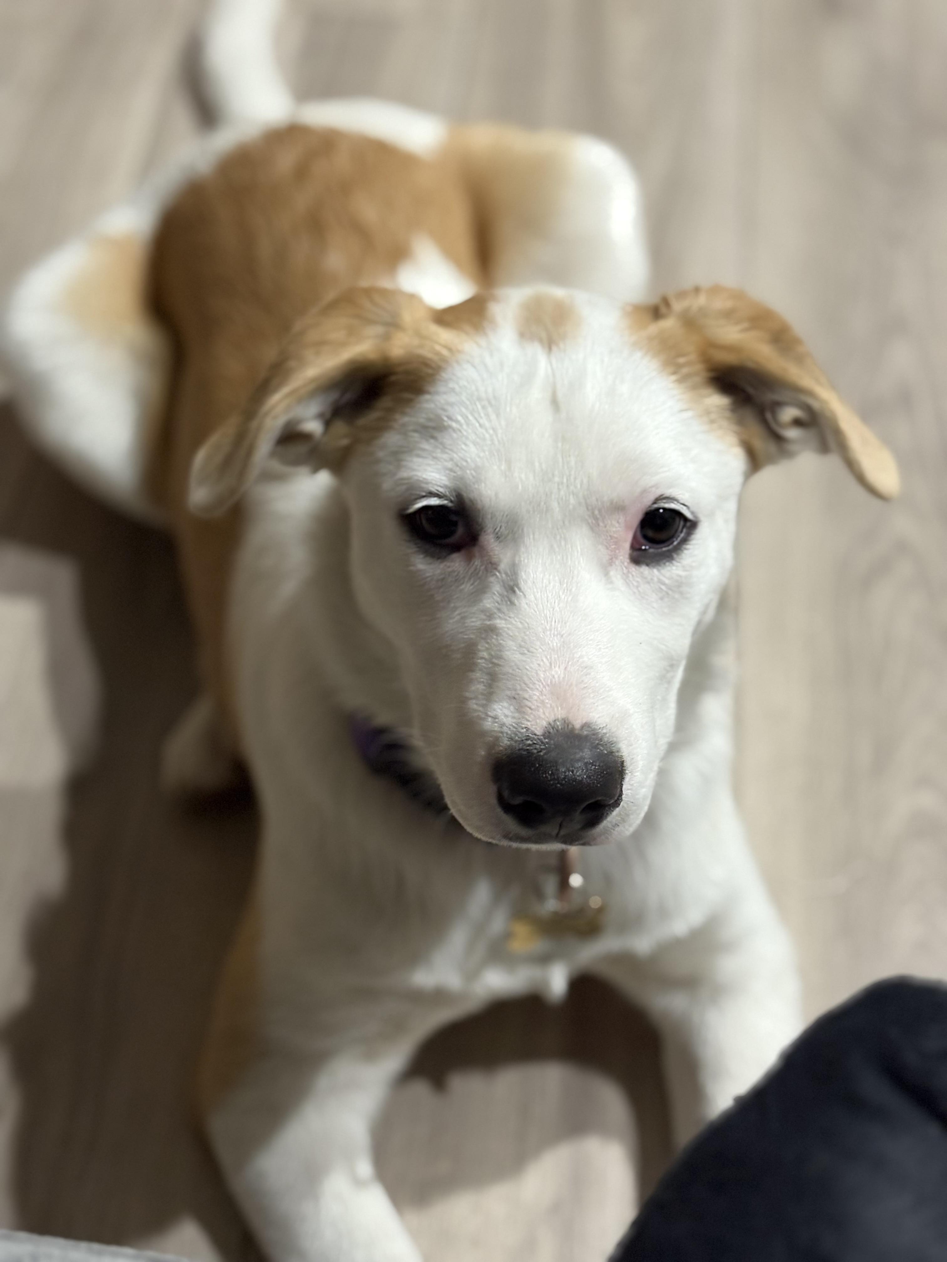 Lily, a Adoptable mixed breed in Saskatoon, SK image 3/5