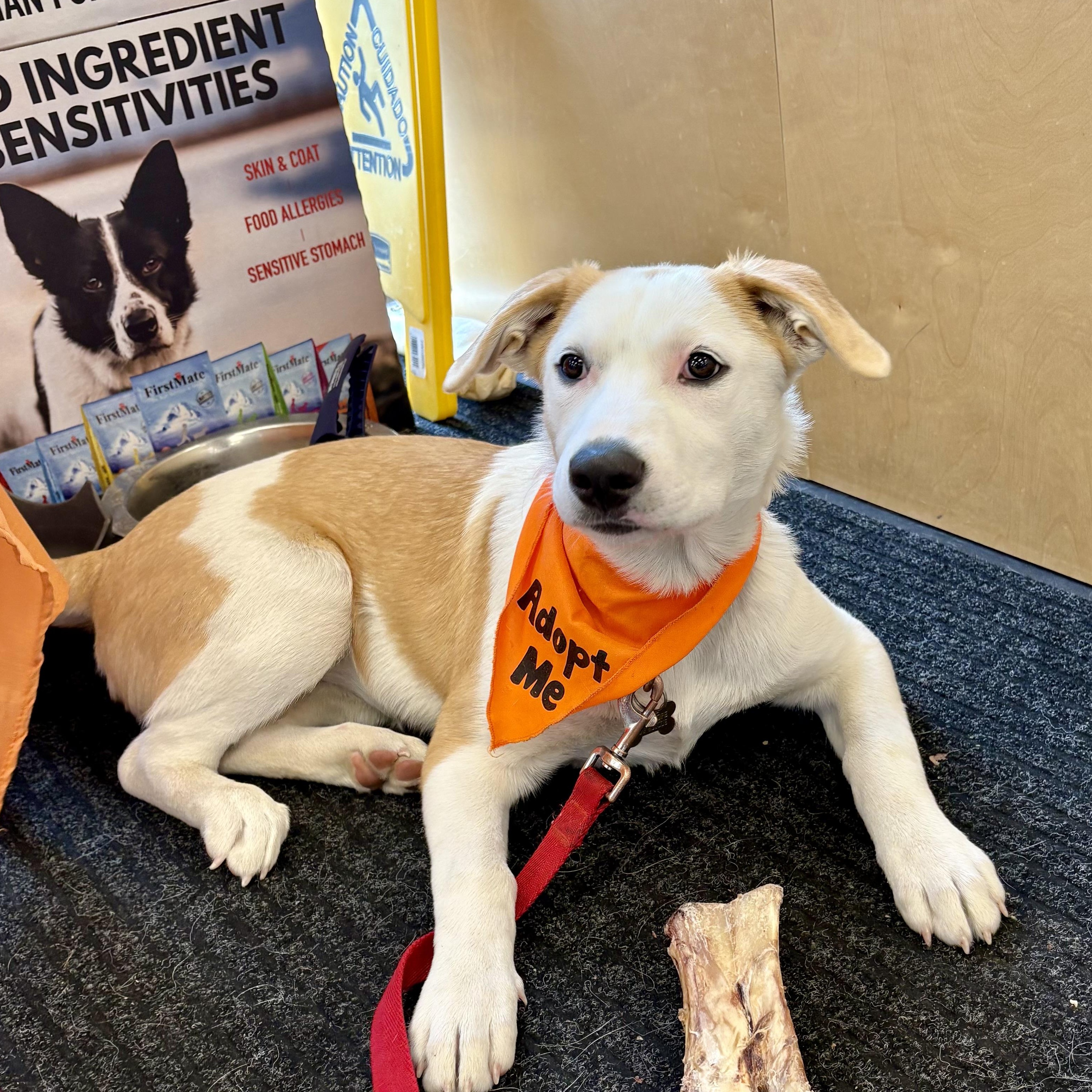 Lily, Adoptable, Puppy Female Mixed Breed.