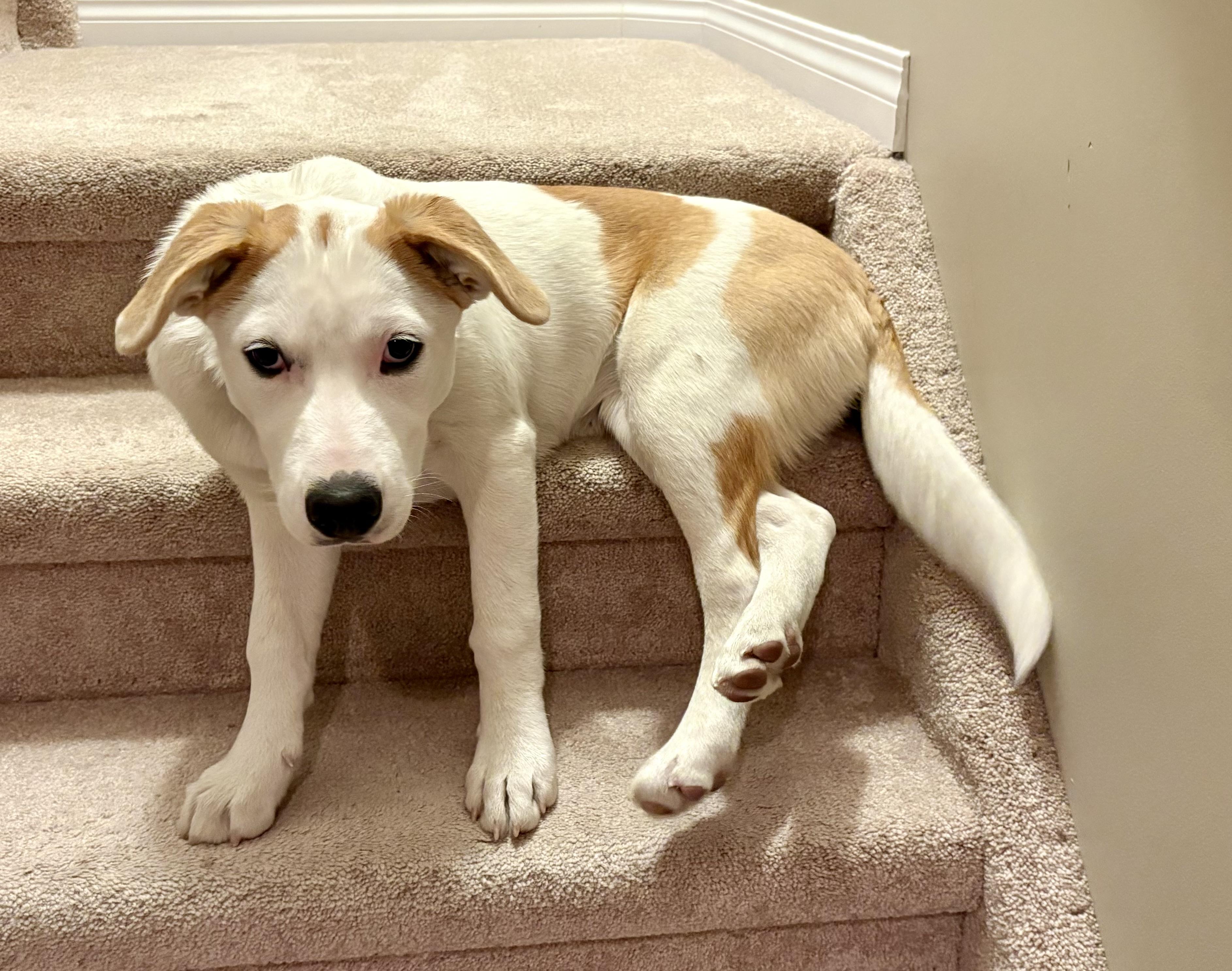 Lily, a Adoptable mixed breed in Saskatoon, SK image 1/5