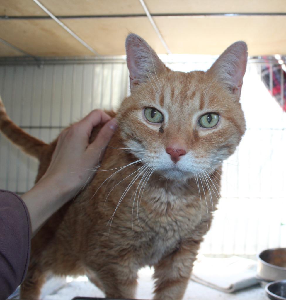Enlarge Big Cheese, a Adopted mixed breed in Saint James, MN image 1/4