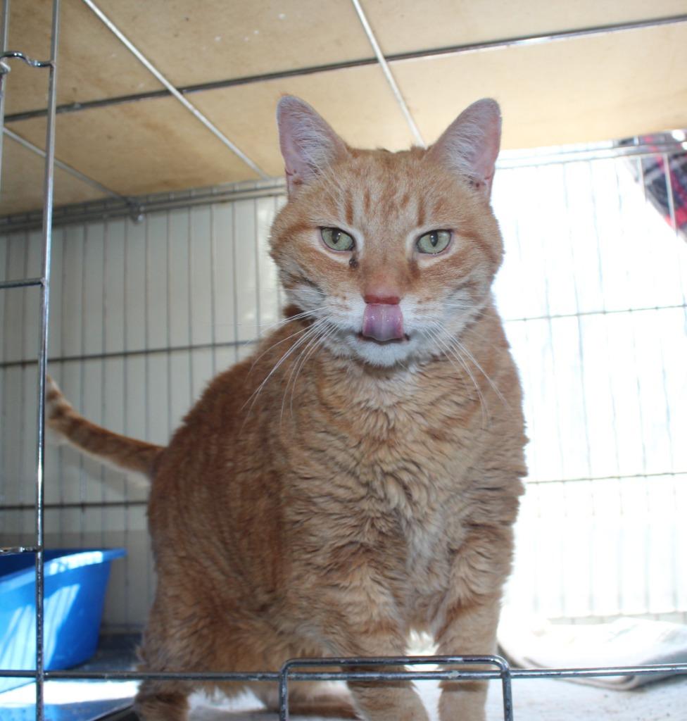 Enlarge Big Cheese, a Adopted mixed breed in Saint James, MN image 2/4