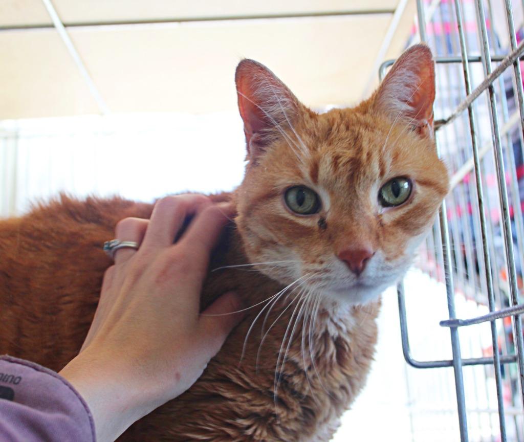 Enlarge Big Cheese, a Adopted mixed breed in Saint James, MN image 3/4