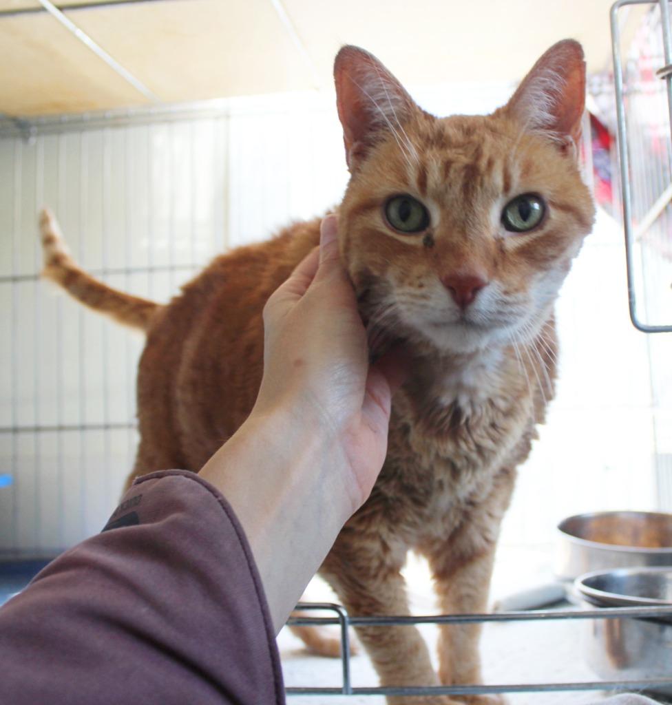 Enlarge Big Cheese, a Adopted mixed breed in Saint James, MN image 4/4