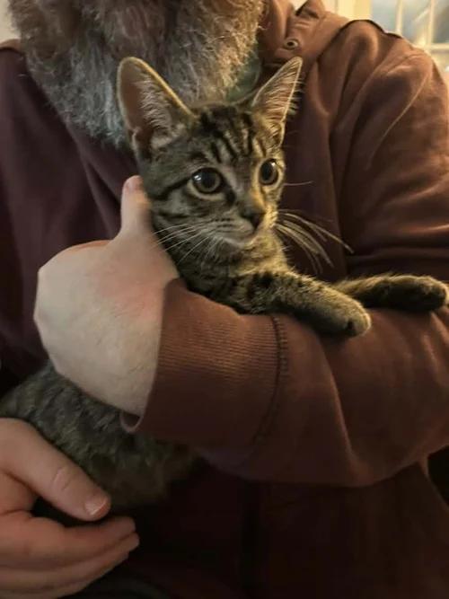 Enlarge Pomegranate, a Adoptable Domestic Short Hair in Davison, MI image 2/2