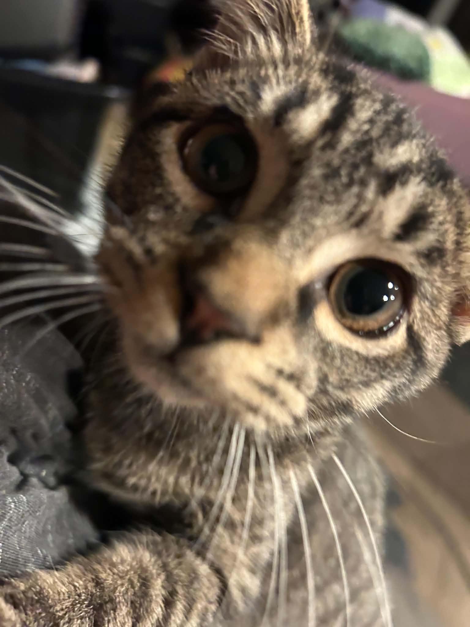 Enlarge Pomegranate, a Adoptable Domestic Short Hair in Davison, MI image 1/2