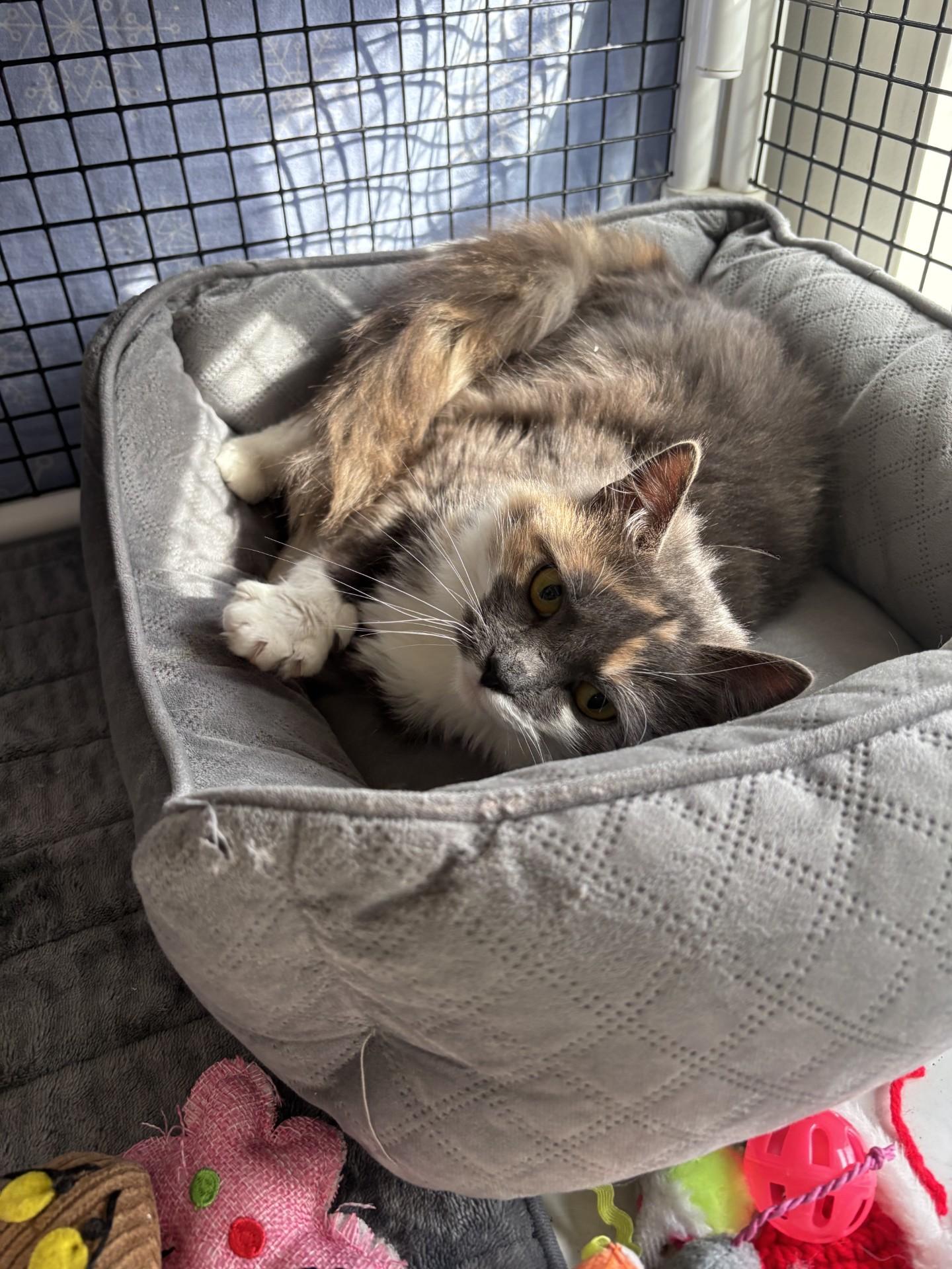 Mrs. Who, an adopted Domestic Medium Hair in Altoona, PA image 1/3