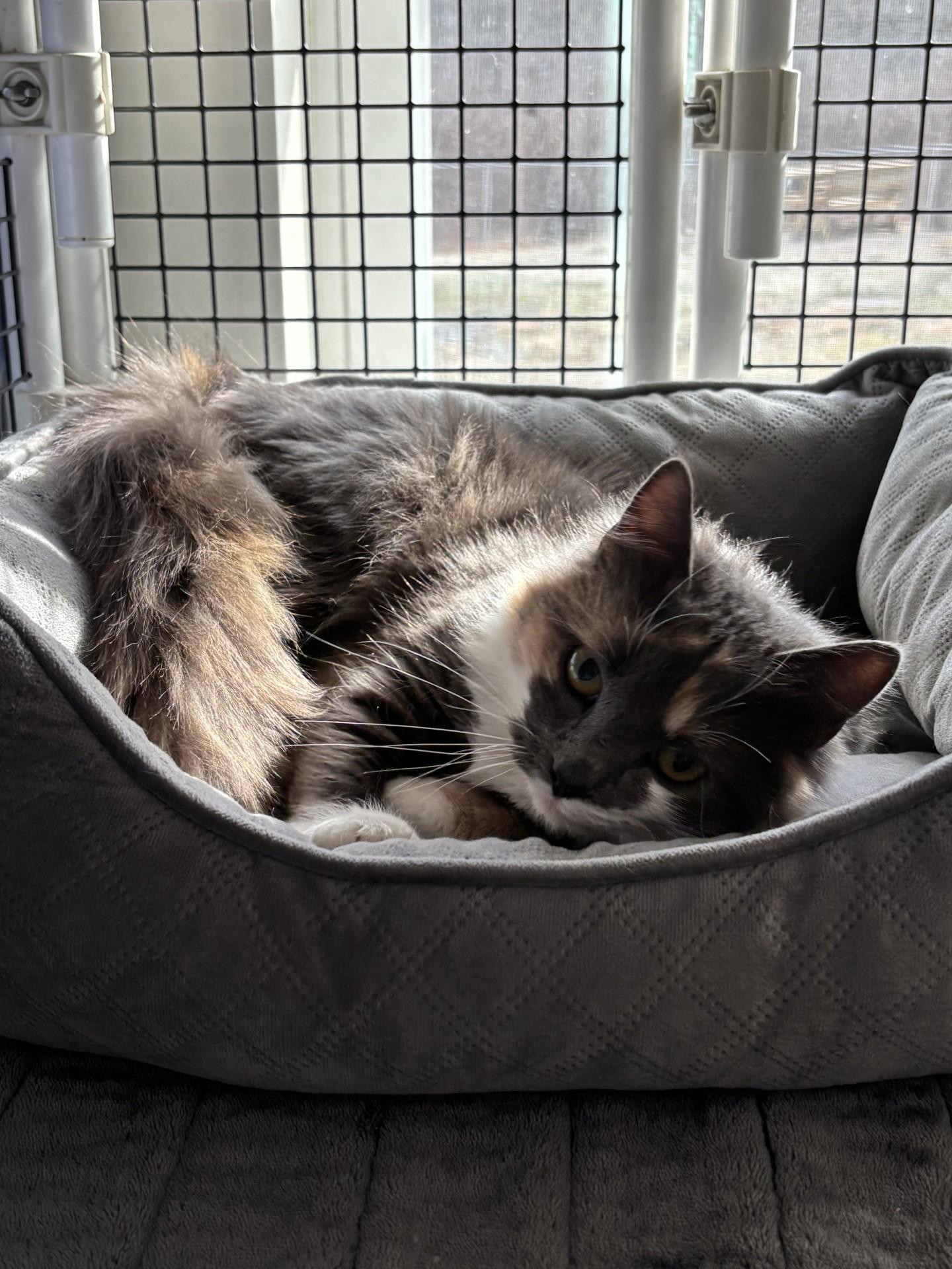 Mrs. Who, an adopted Domestic Medium Hair in Altoona, PA image 3/3