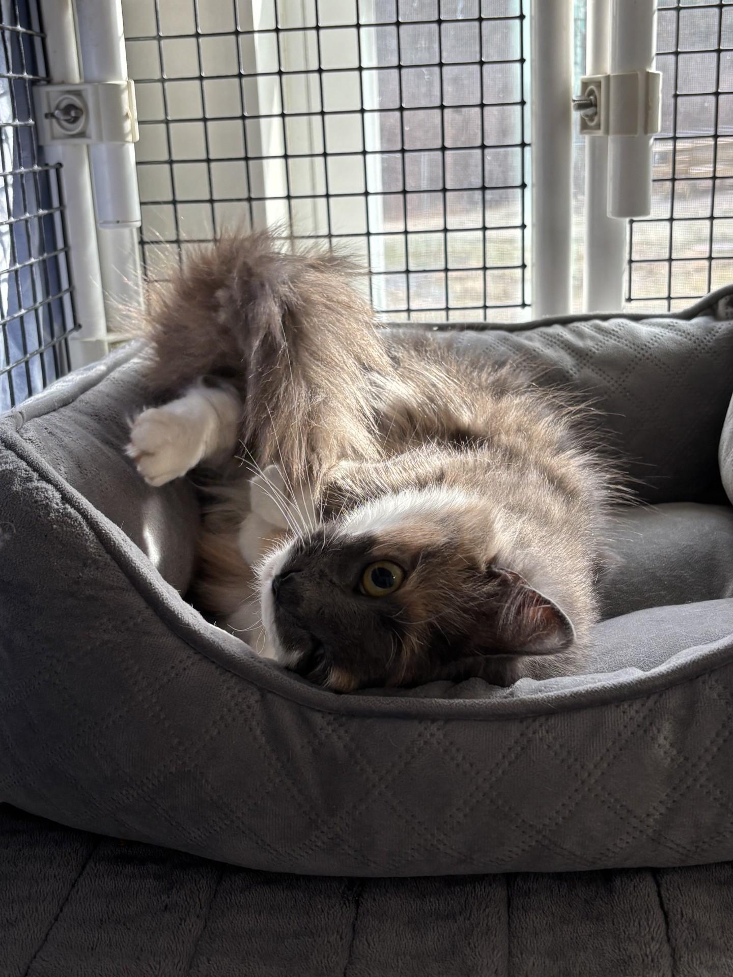 Mrs. Who, an adopted Domestic Medium Hair in Altoona, PA image 2/3