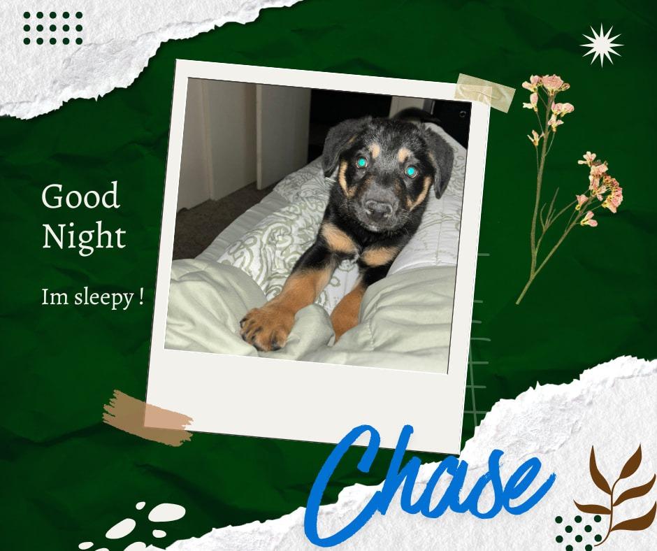 Chase, Adoptable, Puppy Male Shepherd & Collie.