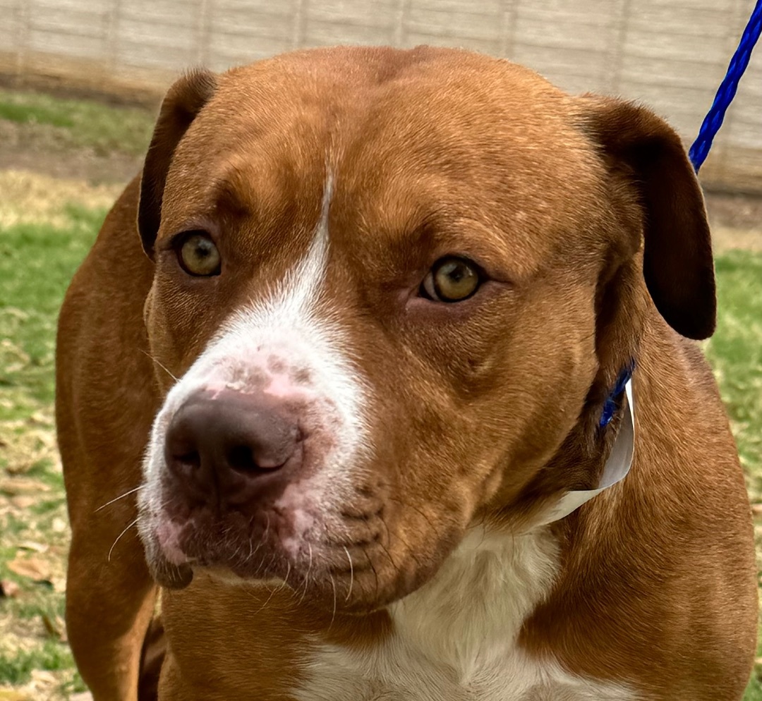 Bailey , a Adoptable Terrier in Schertz, TX image 1/6