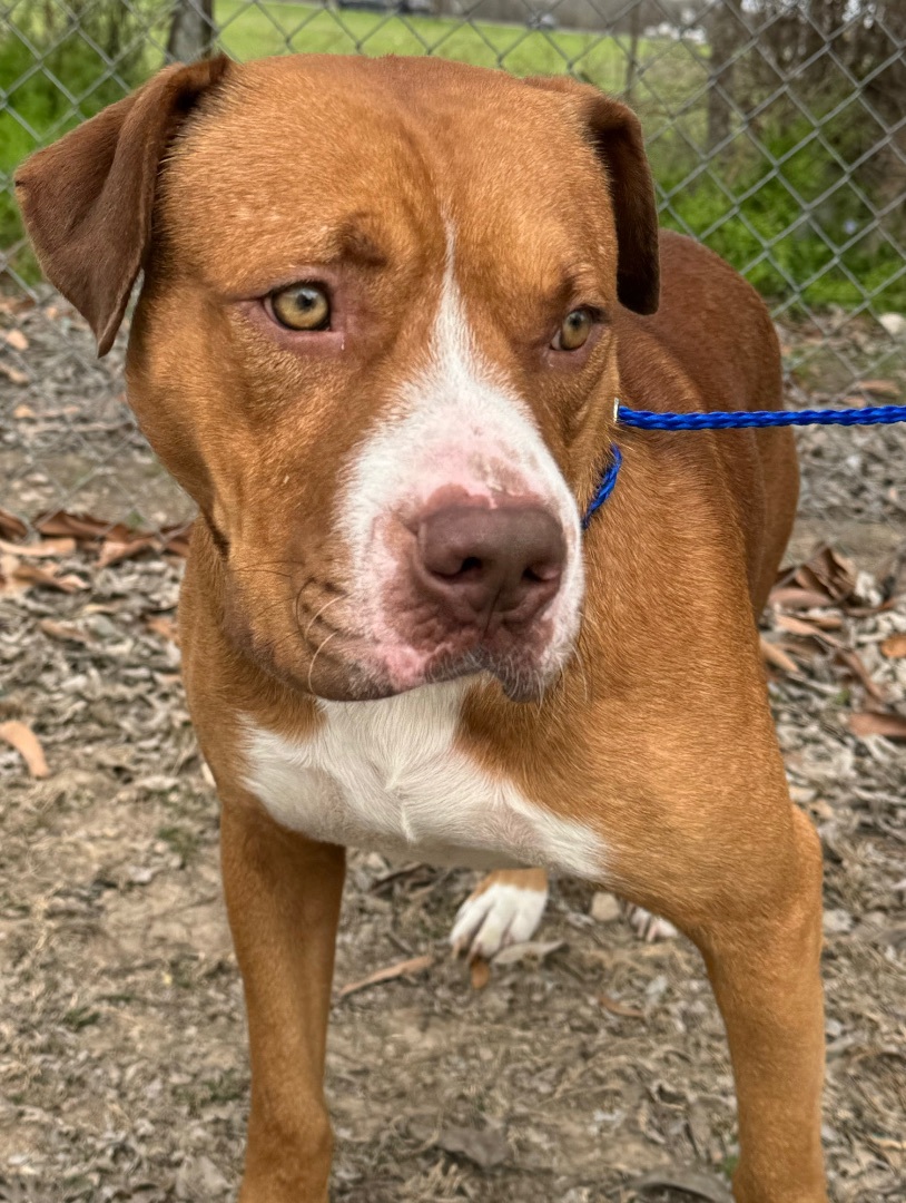 Bailey , a Adoptable Terrier in Schertz, TX image 2/6